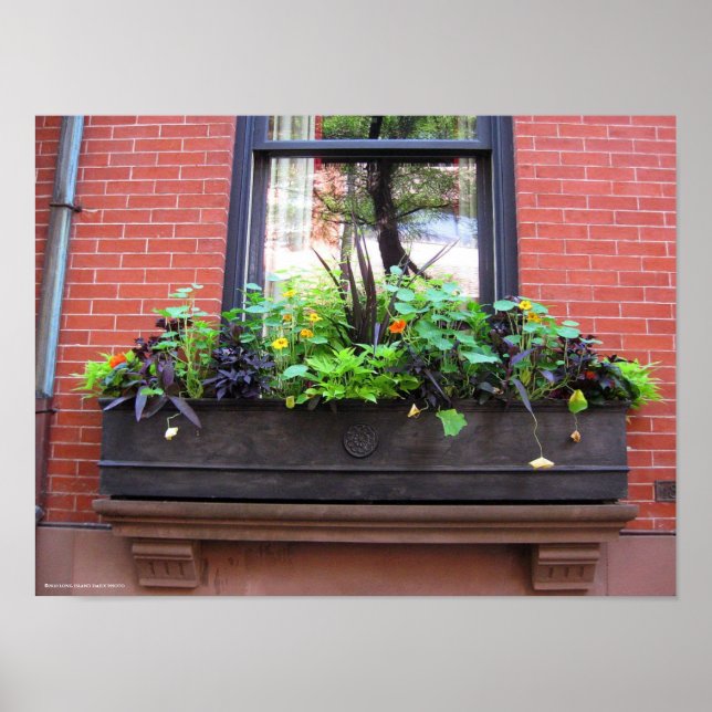 Póster Brooklyn Window (Frente)