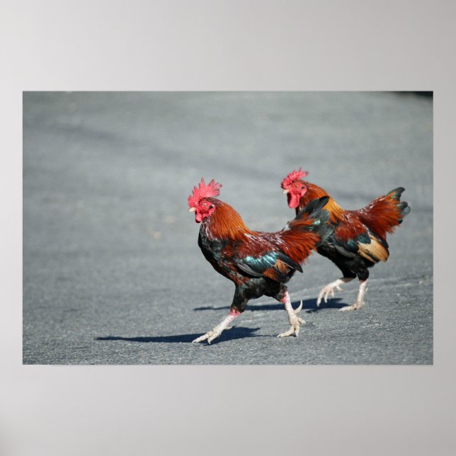Póster "Bros en un paseo" (Frente)