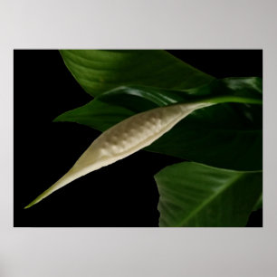 Póster brote blanco