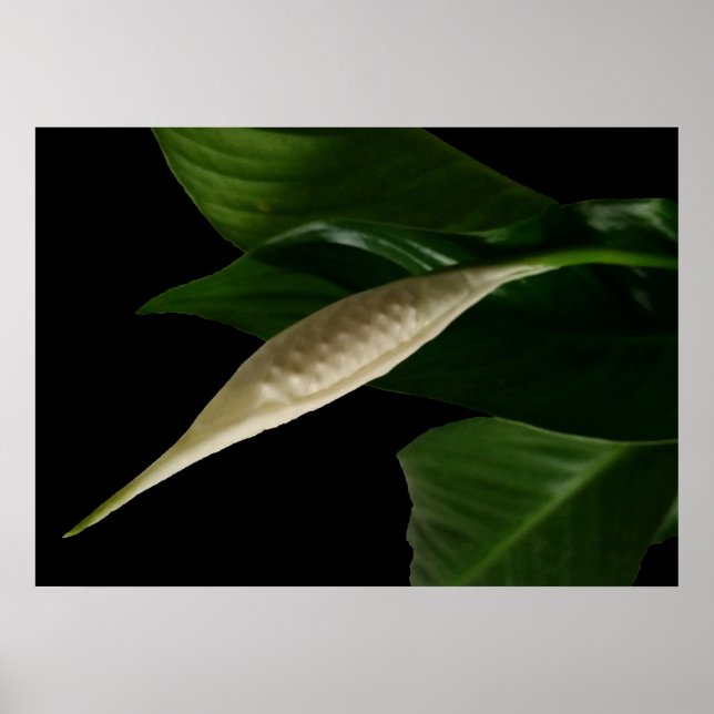 Póster brote blanco (Frente)