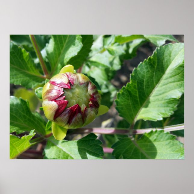 Póster brote de otoño (Frente)