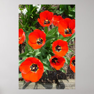Póster Brote de primavera