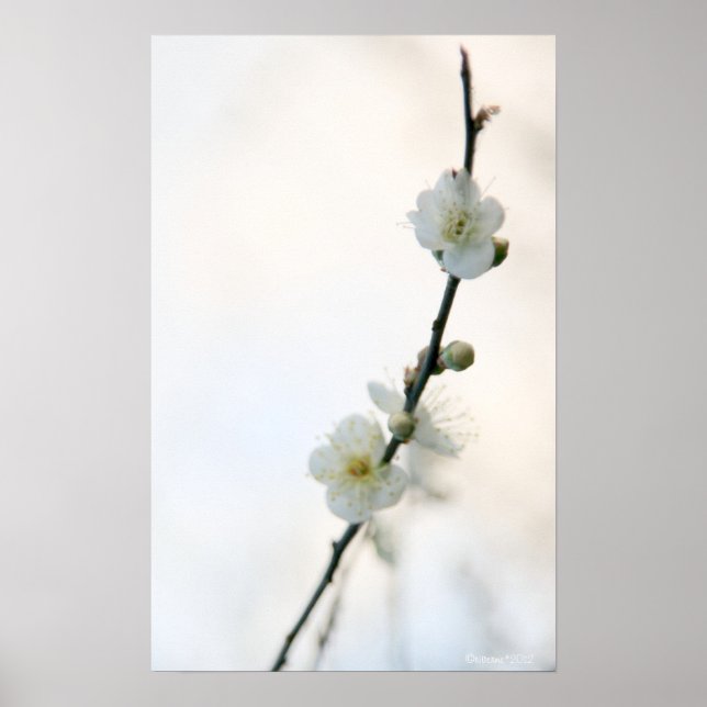 Póster Brote de primavera (Frente)