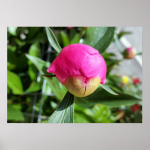 Póster brote rosa profundo