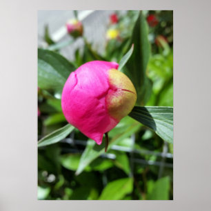 Póster brote rosa profundo