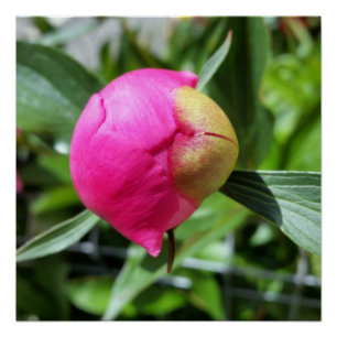 Póster brote rosa profundo