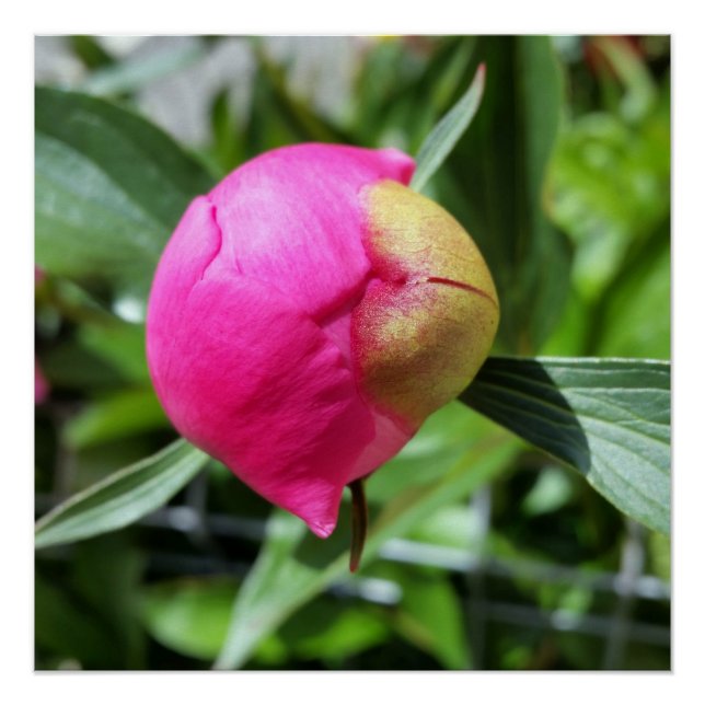 Póster brote rosa profundo (Anverso)