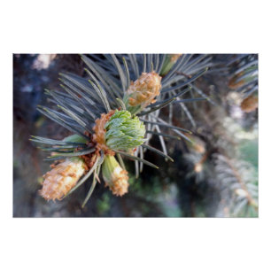 Póster brotes de abdomen de primavera