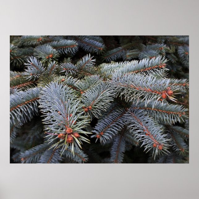 Póster brotes de árbol de abetos (Frente)