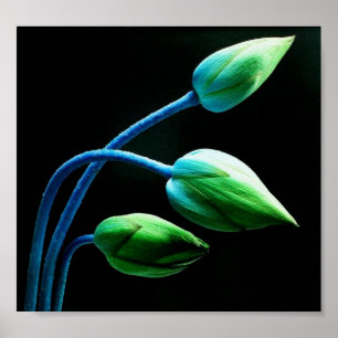 Póster Brotes de Lotus
