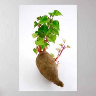 Póster Brotes de plantas de papa dulce