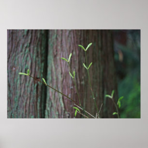 Póster brotes de primavera verde y de árbol