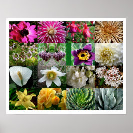 Póster Brotes florales