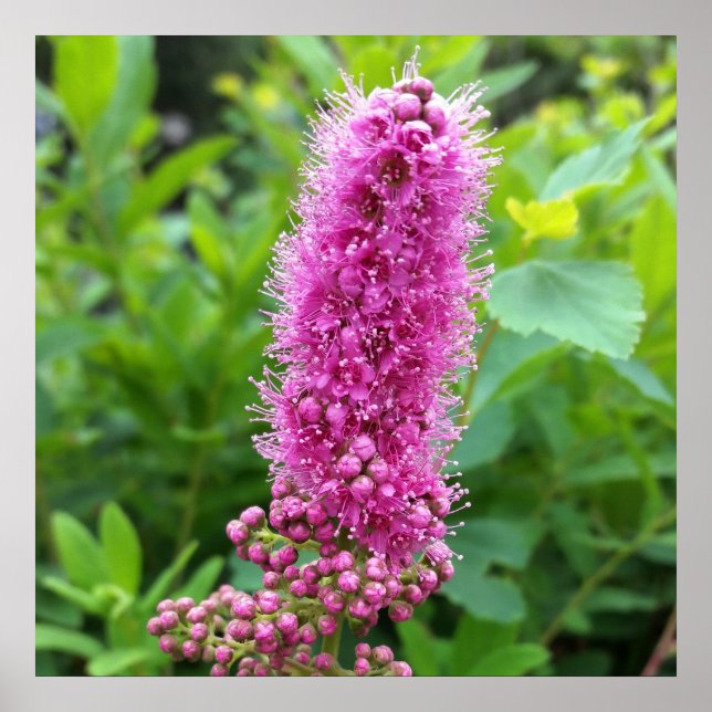 Póster brotes rosados (Frente)