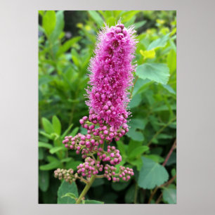 Póster brotes rosados