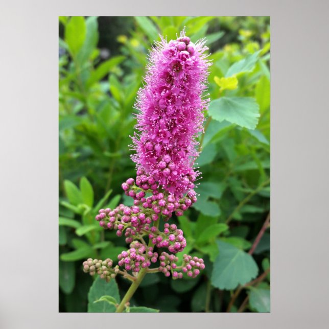 Póster brotes rosados (Frente)