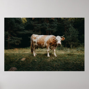 PÓSTER BROWN AND WHITE CHAINED COW