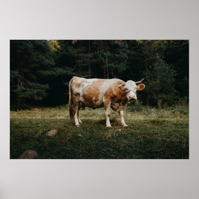 PÓSTER BROWN AND WHITE CHAINED COW (Frente)