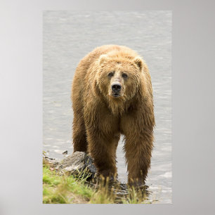 Póster Brown Bear
