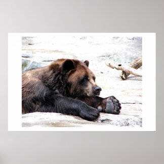 Póster Brown Bear