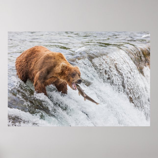 Póster Brown Bear Catches Red Salmon (Frente)