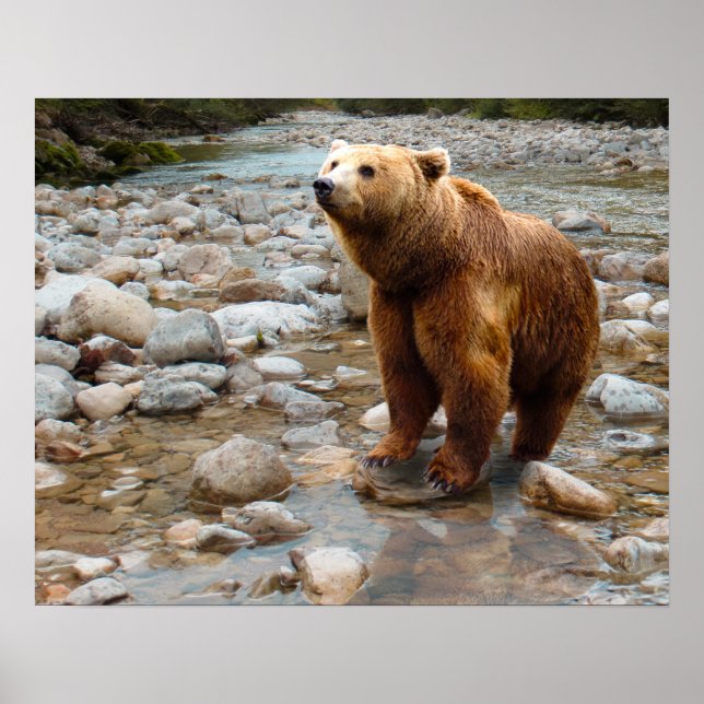 Póster Brown Bear in Stream (Frente)