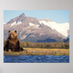 Póster brown bear, Ursus arctos, grizzly bear, Ursus