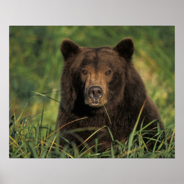 Póster brown bear, Ursus arctos, grizzly bear, Ursus 9 (Frente)