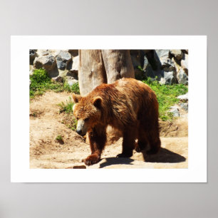 Póster Brown bear walking