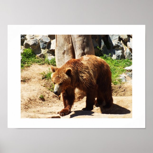 Póster Brown bear walking (Frente)