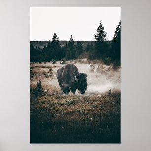 PÓSTER BROWN BISON ON BROWN GRASS FIELD DURING DAYTIME