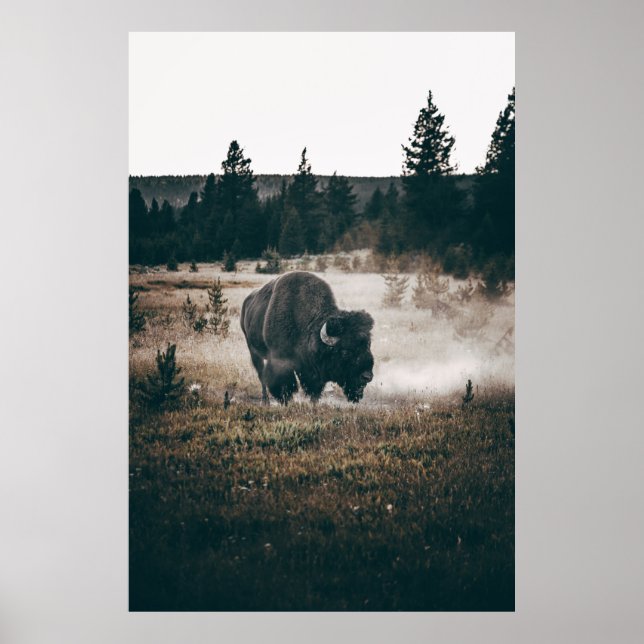 PÓSTER BROWN BISON ON BROWN GRASS FIELD DURING DAYTIME (Frente)