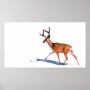 PÓSTER BROWN DEER EN BLANCO