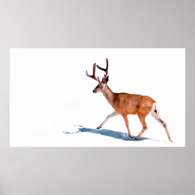 PÓSTER BROWN DEER EN BLANCO (Frente)