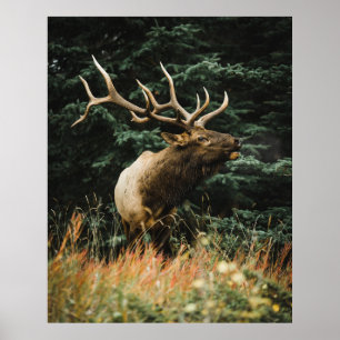 PÓSTER BROWN DEER ON GREEN GRASS DURANTE EL DÍA