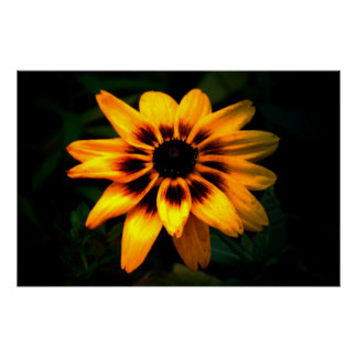 Póster Brown Eyed Susan Flower