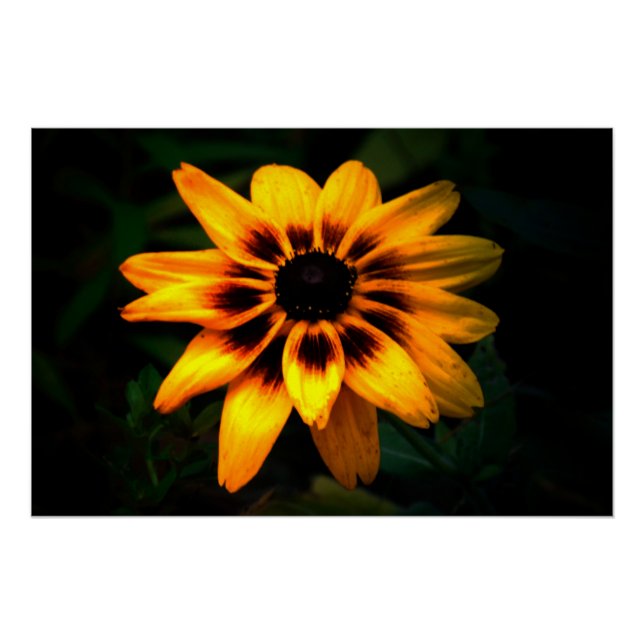 Póster Brown Eyed Susan Flower (Anverso)
