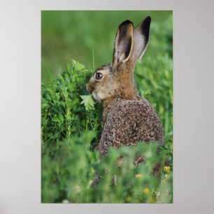 Póster Brown Hare, Lepus europaeus, comida joven,