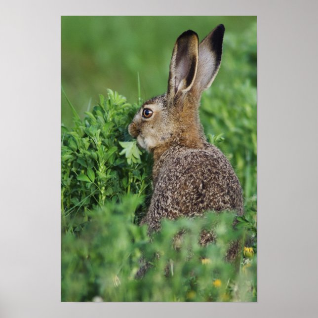 Póster Brown Hare, Lepus europaeus, comida joven, (Frente)