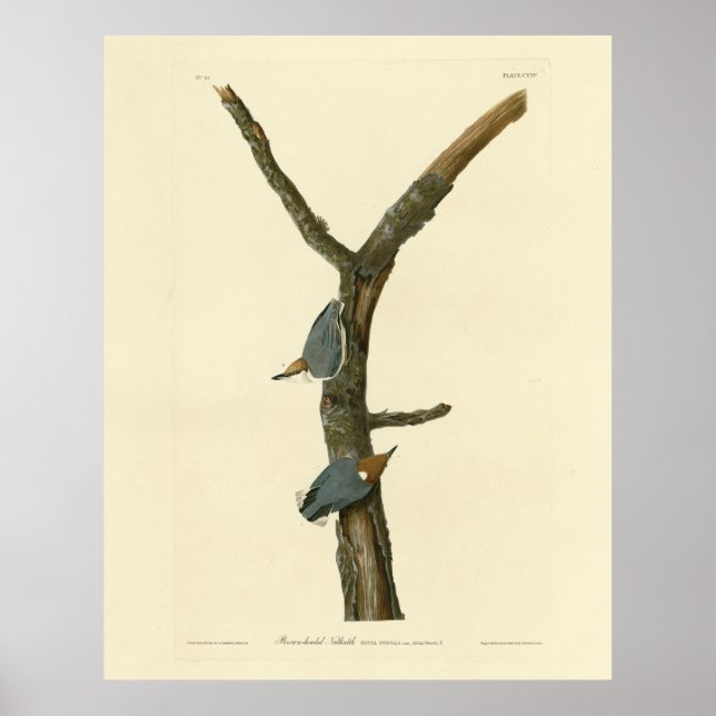 Póster Brown-headed Nuthatch - Audubon's Birds of America (Frente)