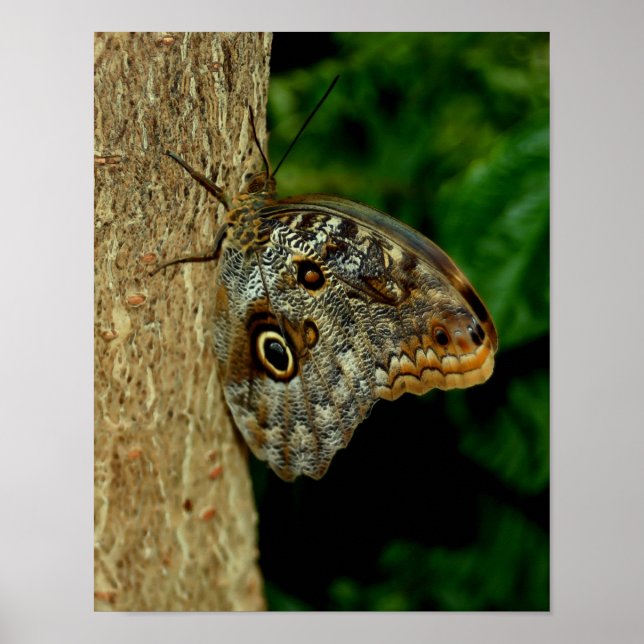 Póster Brown Owl Butterfly Nature Art (Frente)