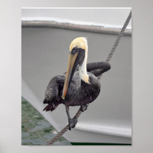Póster Brown Pelican Balancing on a Rope, Florida