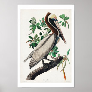 Póster Brown Pelican de Audubon Poster