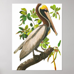 Póster Brown Pelican de John James Audubon