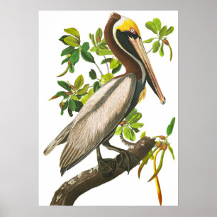 Póster Brown Pelican de John James Audubon