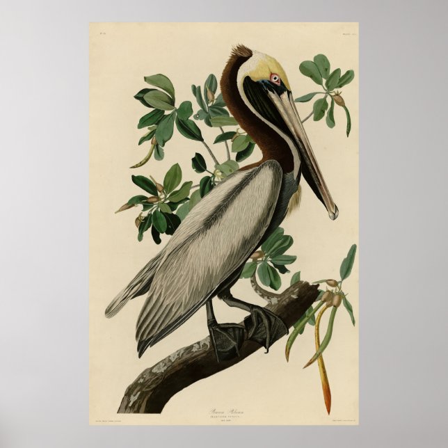 Póster Brown Pelican de los pájaros de América de Audubon (Frente)