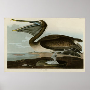 Póster Brown Pelican from Audubon's Birds of America