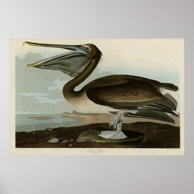 Póster Brown Pelican from Audubon's Birds of America (Frente)