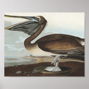 Póster Brown Pelican from Birds of America