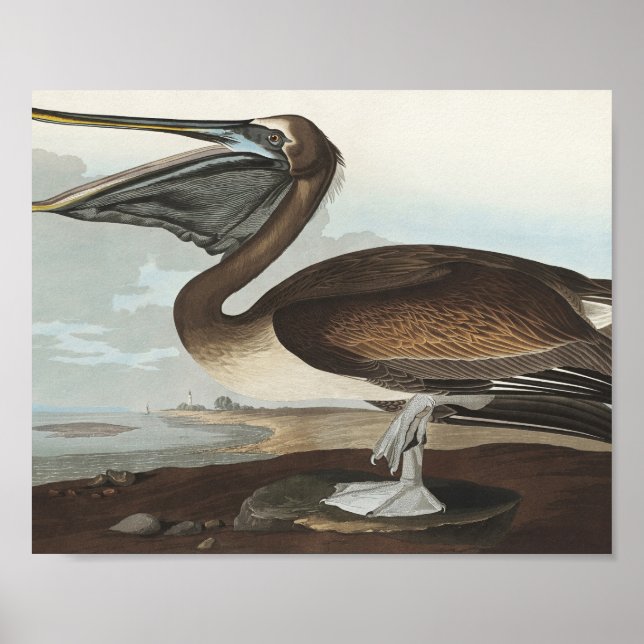 Póster Brown Pelican from Birds of America (Frente)